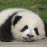 おいなり 的头像