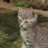 スパイク profil fotoğrafı