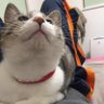 こーやん。 的头像
