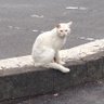Profilbild von ニャカムート