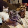 Фото профиля ティアラとしまとピリカの父ちゃん