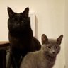 にゃぁぐらん profil fotoğrafı
