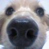 こた profil fotoğrafı