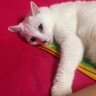 ひめこた's profile picture