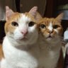 yukiusagi's profile picture