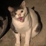 zen's profile picture