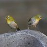 Фото профиля サラサラ