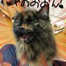 ▼ヒガシ▽@猫モモンガ酒 profil fotoğrafı