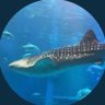 すくろ。's profile picture