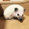 やぴやぴやっぴー 的头像