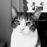 Profilbild von Mean Kitty