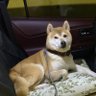 シリウス profil fotoğrafı