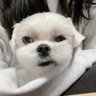 Fleisblink 的头像
