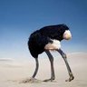 Carol tyson's profile picture