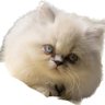 ندوى جاسم الحلاب's profile picture