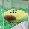 Profilbild von 砂肝チャンクʕ•ᴥ•ʔ・:*+.