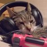 Gamer_Cat's profile picture