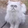 mellow's profile picture