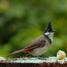 Фото профиля BIRD'S Colorful