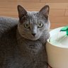 チャプ蔵's profile picture