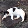 Kaguya3.0📕を読むねこってどうですか's profile picture
