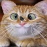 Kito 🐈 的头像