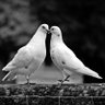 💓💫🤍Love birds🕊️💞🦋's profile picture
