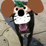 ぽてぃろー🐩 profil fotoğrafı