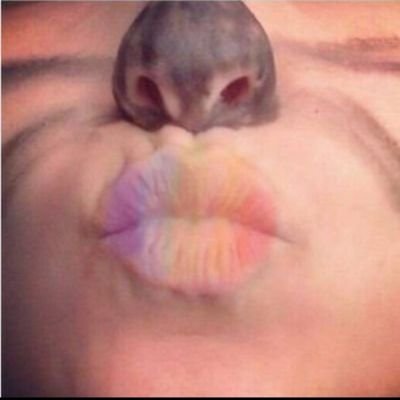 twighard's profile picture