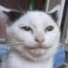 Profilbild von melis just gidik girl