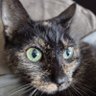 CatsForever 的头像