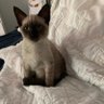 calico's profile picture