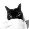 こてつ🦉🐈⬛'s profile picture