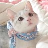 ~*سُوما🧸's profile picture