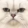 Фото профиля 貓老大🐈