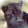 Pantera's profile picture