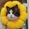 猫毛卯冒 的头像