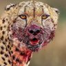 ptitiger's profile picture