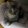 ヨシノ🐺🍚 profil fotoğrafı