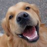 Wấu Wấu 🐶 profil fotoğrafı
