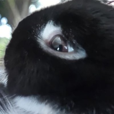 Why bunnies are better than humans's profile picture