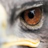 Eagle EyE profil fotoğrafı