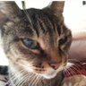 アンドロメダ喫茶店☕ただいま休業中🙇🐱's profile picture