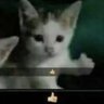 Profilbild von gato laik uwu