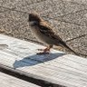ふぉん_ninkiyadipjp profil fotoğrafı