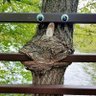 Profilbild von Tree face