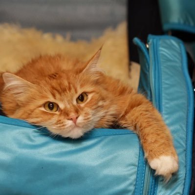 Коть учёный's profile picture