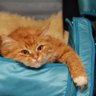 Profilbild von Коть учёный