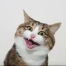Profilbild von numpangtanya