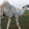 راع المغاتير 的头像